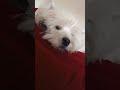 #parati #dog #video #viral #trend #perros #westy