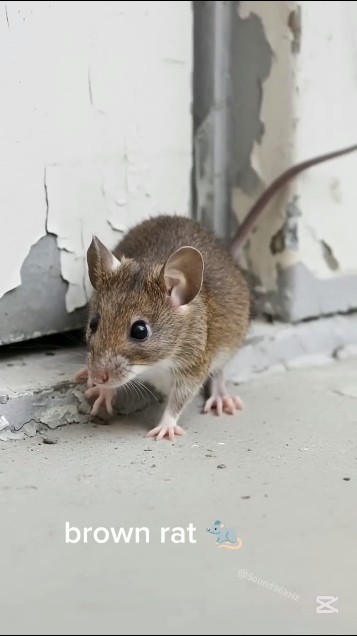 amazing 😍 sounds 😱 sound effects