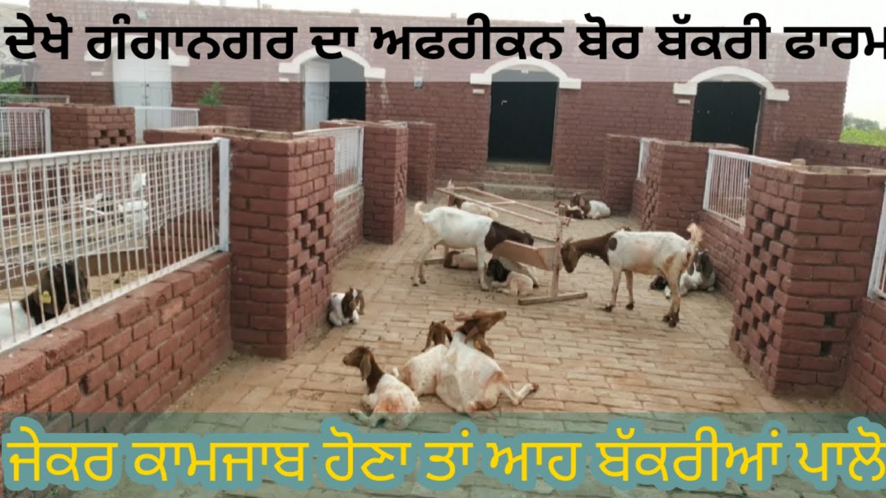 Afrikan Bor da Farm Vishal Sharma da Sri GangaNagar Rajsthan। ਅਫਰੀਕਨ ਬੋਰ