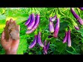 सिर्फ एक गमले में पूरे परिवार के लिए बैंगन  कैसे उगाएं|how to grow and care brinjal plantEggplant||