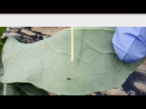 Video: Pulga Crucífera En El Lugar