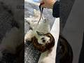 そあちんの髪が伸びました。#shorts #犬 #犬のいる生活 #潔癖症な犬 #面白い犬