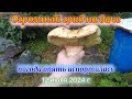 Грибы и ягоды на даче 12 июля 2024 г