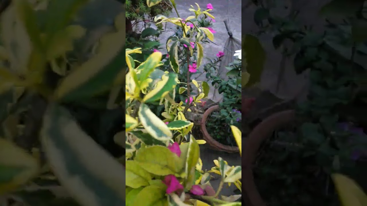 Ravenia spectabilis variegated- Flowering Plants 