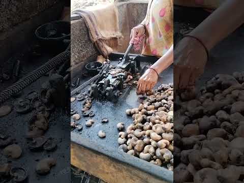 Cashew nut processing