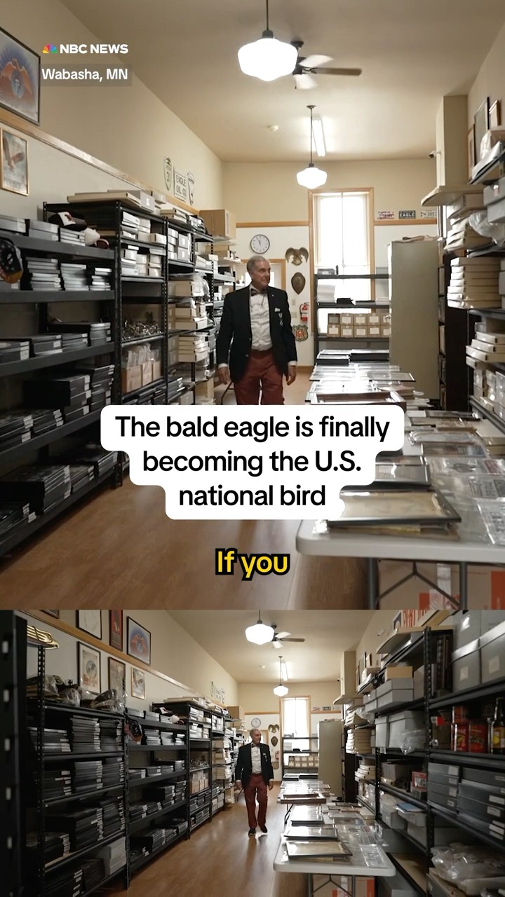 The bald eagle is finally becoming the U.S. national bird