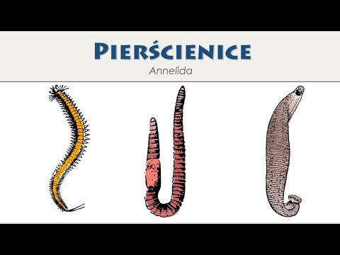 Pierścienice (Annelida) – dla maturzystów i pasjonatów