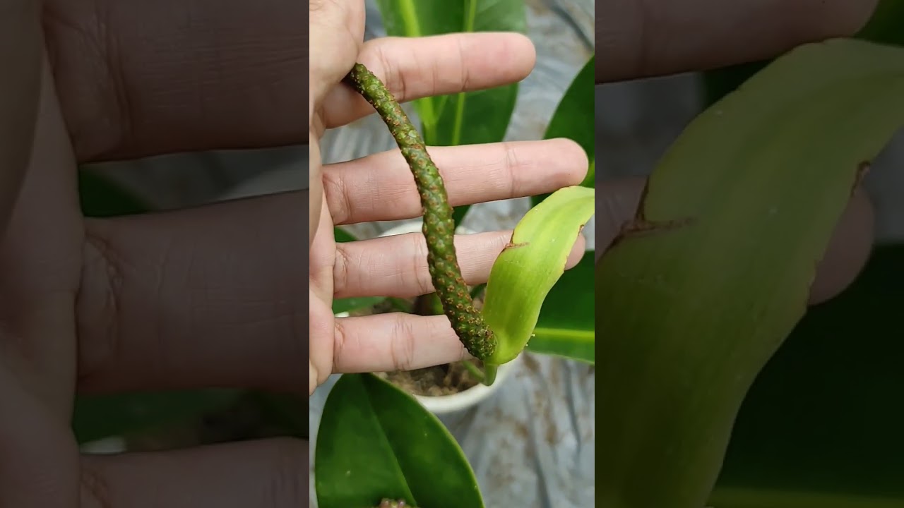 Anthurium Golok / Anthurium Coriaceum - Review Tanaman Hias Murah Antorium