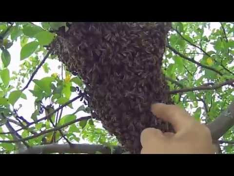 Видео: Гнездование роя медоносных пчел: работа с роем медоносных пчел в саду