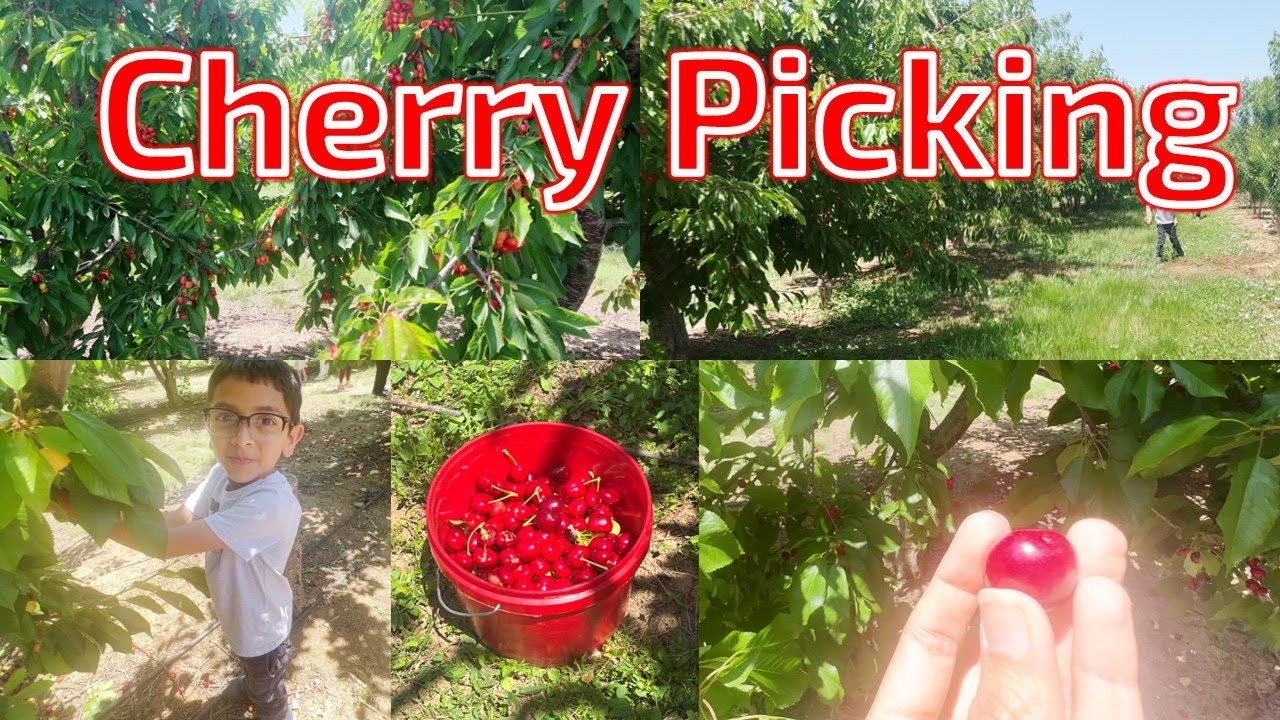 CHERRY PICKING // Cherry Season // brentwood cherry papa'supickcherries cherryseason YouTube