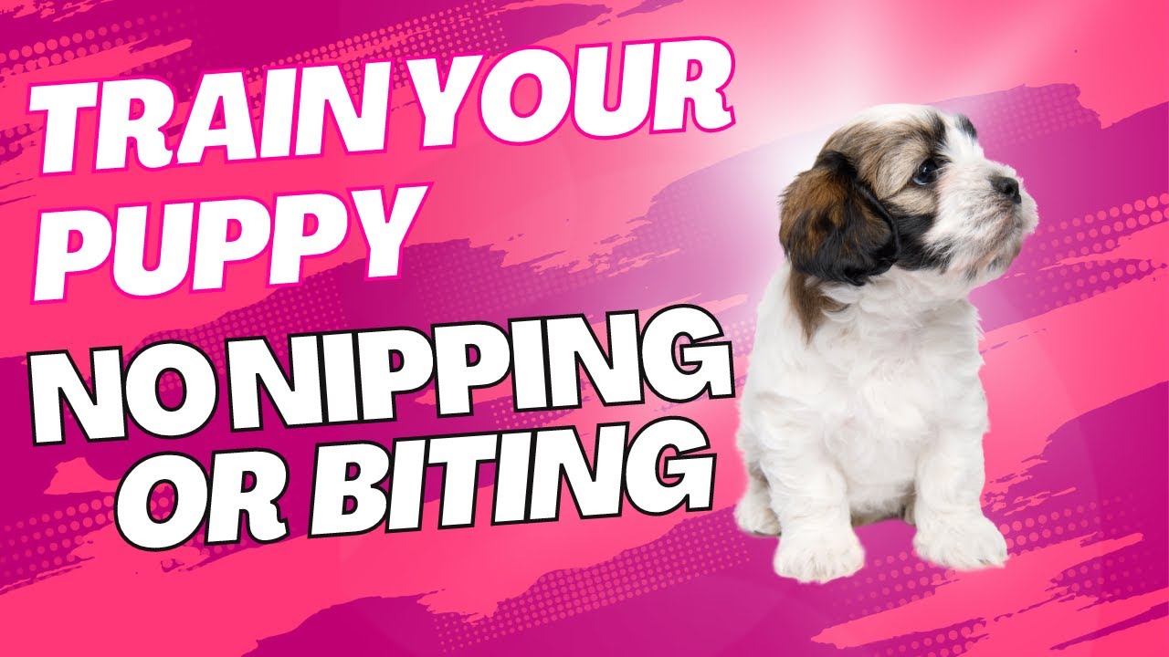 5 Expert Tips on How to Train Your Puppy to Stop Biting No More Bites