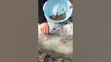 Как ловят морского  черенка?