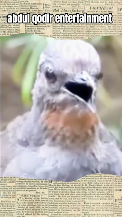 birds imitate the sound of an ambulance #bird #birds #shorts #birdsfarming #birdslover