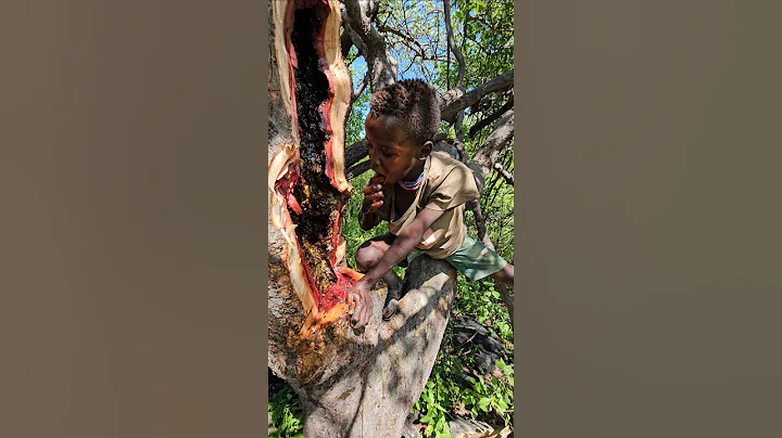 Sweet Natural Honey In The Wild With Hadzabe Tribe#shortsfeed #hadzabetribe