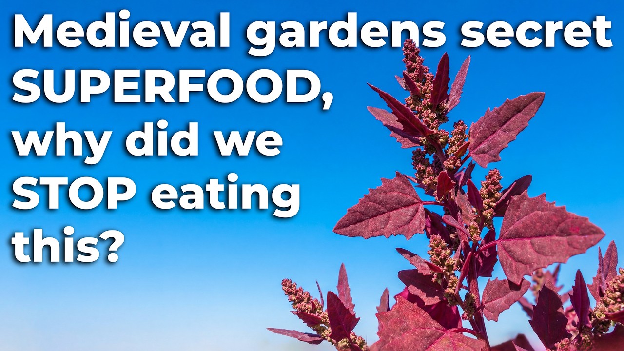 The Forgotten Spinach That Fed Europe for 1,000 Years — Then Vanished in 50 Years