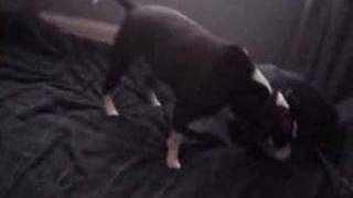 Mad Dog 2 - Even Madder