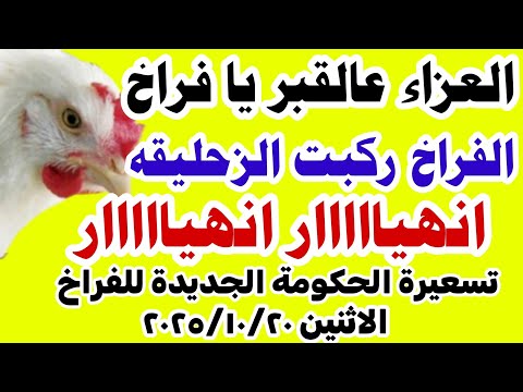 اسعار الفراخ اليوم سعر الفراخ البيضاء اليوم الاثنين 2025 10 20 في مصر
