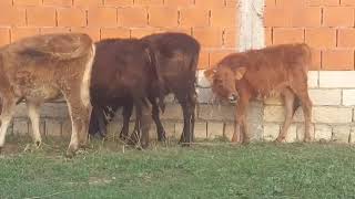 051070888-82-81. Damazliga Və Bordağa Yararlı 6-Baş Cinsden Donme 4-Ayliğ Dişi Dardi