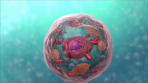 The Cell In Sindhi Language (Lecture)