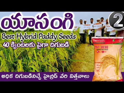 mahindra 3030 paddy seeds telugu | best hybrid paddy seeds