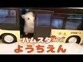 あつ森ハムスターようちえん！かわいいハムスターの赤ちゃんたちAnimal Crossing Hamster Kindergarten♪Cute hamster babies