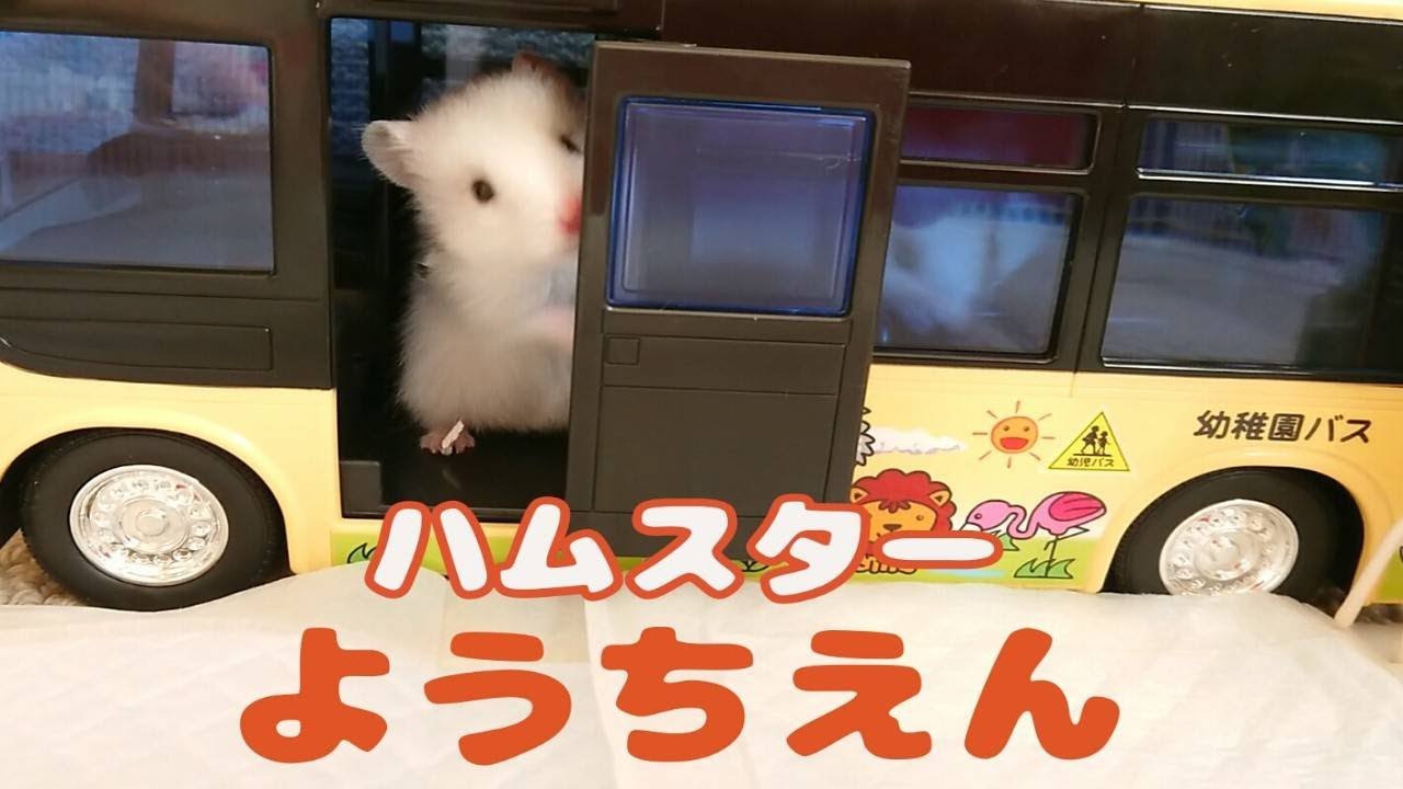 あつ森ハムスターようちえん かわいいハムスターの赤ちゃんたちanimal Crossing Hamster Kindergarten Cute Hamster Babies Youtube