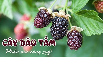ĐIỆN BIÊN - Tác dụng của cây dâu tằm | Vị thuốc quanh ta | ĐTV