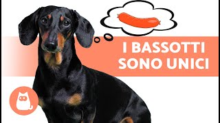 10 COSE che CAPIRAI SOLO se hai un BASSOTTO ❤