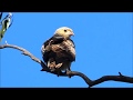 Whistling Kite Yan Yean Reservoir Victoria