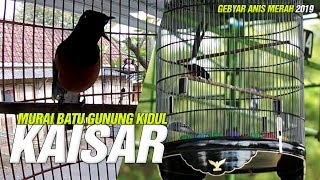 GEBYAR ANIS MERAH #4 : Gaya Macul KAISAR Murai Batu Gunung Kidul Beraksi Sujud Juri