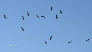 Griffon Vultures circling at full moon