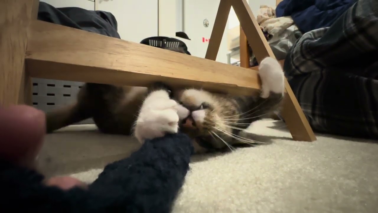 Cleo playing with yarn