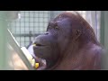 Celebrating the orangutans at seneca park zoo