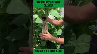 Tower Krakty Hydro Collard Greens