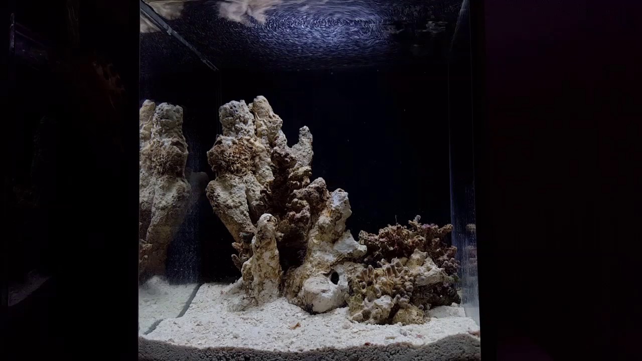 Fluval Nano Saltwater Aquarium YouTube
