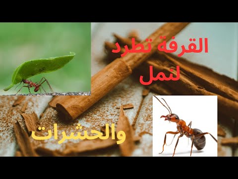 القرفة مضاد طبيعي يطرد النمل من البيت والحدائق