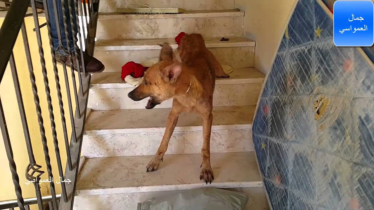 اخراج كلاب ضاله ومسعوره من داخل منزل  مع جمال العمواسي