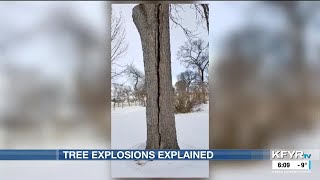 Expert speaks on tree explosion misconceptions