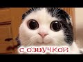 Приколы с котами! Смешные коты - С ОЗВУЧКОЙ - Самые смешные животные!