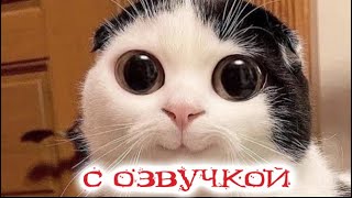 Funny Animal Videos 2023 - Funniest Dogs and Cats Videos #110