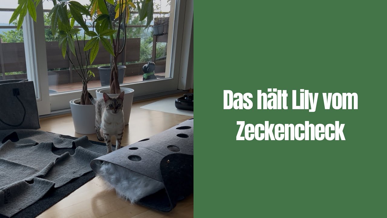 Lily „greift an“ 