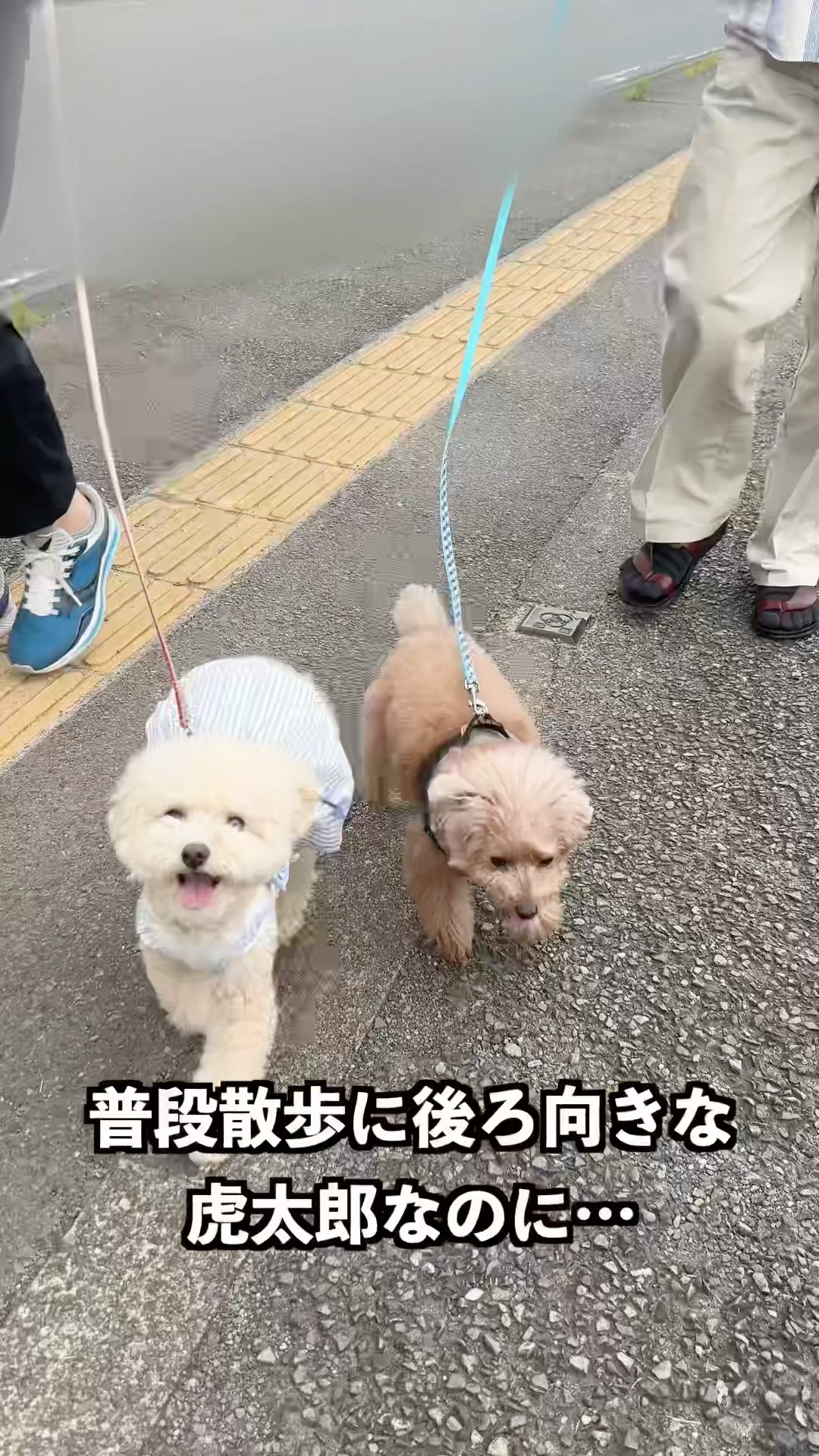 激レア Hello Kitty 子犬のお散歩 プードル 激レア Hello Kitty 子犬のお散歩 プードル（ハローキティ 子犬