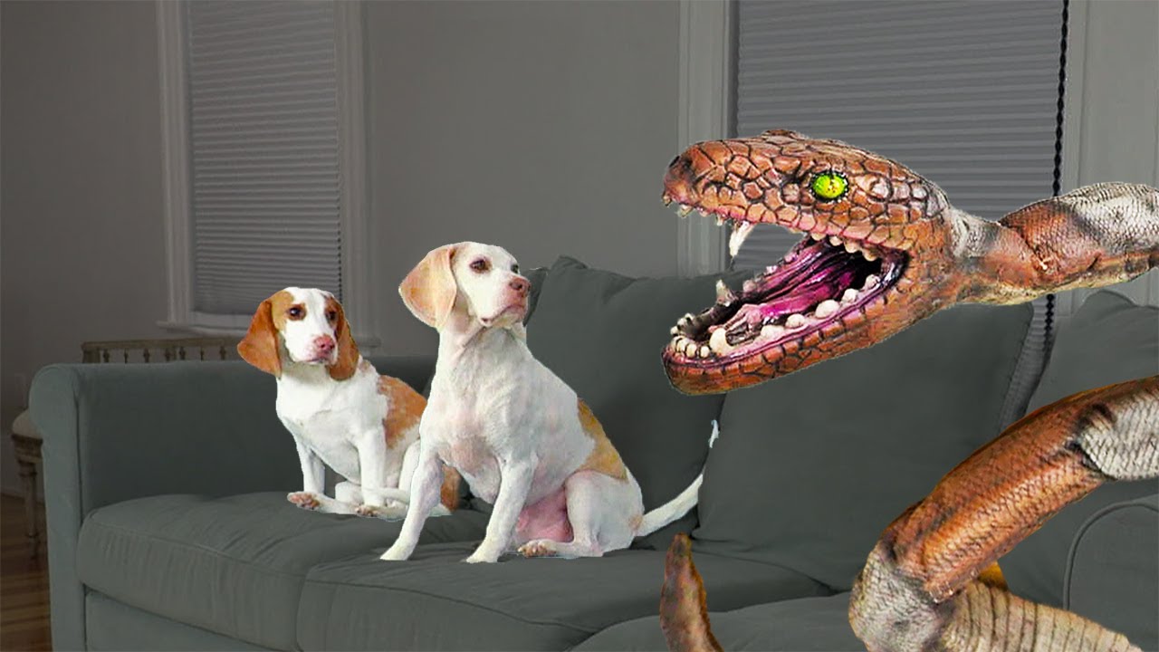 Dog Saves Puppy from Giant Snake! Funny Dogs Maymo, Potpie & Puppy Dog Indie vs Snake Invasion P