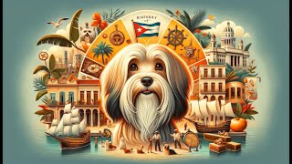 History of the Havanese Dog Breed