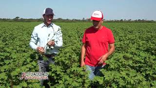 Cultivo de Algodón Ing Agr Leonel Gasko Santa Margarita Santa Fe primera parte