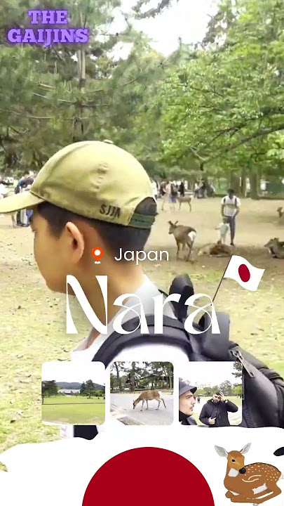 THE GAIJINS | ABENTEUER IN NARA🎌 : WIR ERKUNDEN DIE STADT DER WILDEN HIRSCHE! 🦌🌿 #japan #fyp #travel