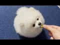 【バレンタイン】手作りクッキーを貰ったポメラニアンがこうなりました