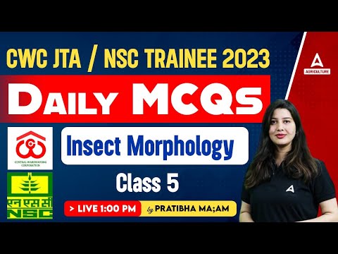 Insect Morphology Daily