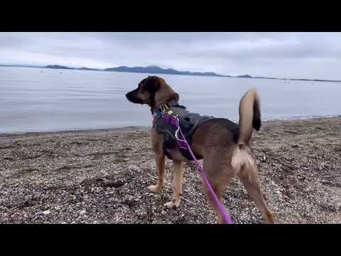 キャンピングカーで琵琶湖を旅する野犬の子たち、ワニベースでランチしました