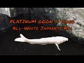 Platinum Ogon aka solid-metallic white Japanese koi fish.